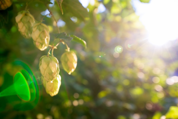 Arbustes verts de houblon en fleurs au soleil