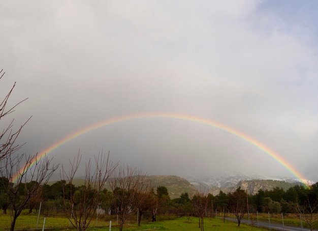 Arc-en-ciel dans le ciel au-dessus d'une forêt de pins sur une île en Grèce