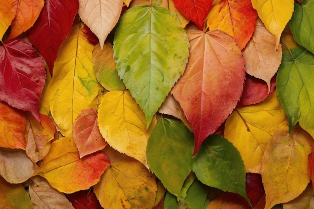 Photo un arc-en-ciel de feuilles d'automne colorées