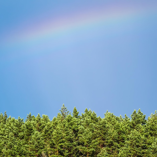 Arc-en-ciel sur la pinède dans le ciel bleu