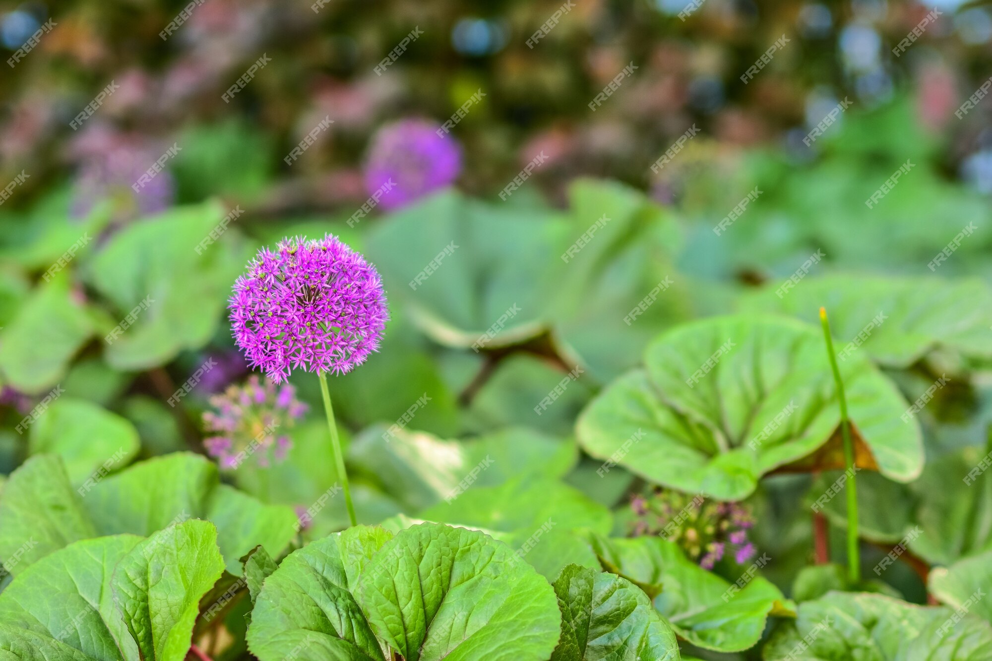 Arc Décoratif Violet Fleur Pourpre Gros Plan En Forme De Boule Fleur  Violette Arc Violet | Photo Premium