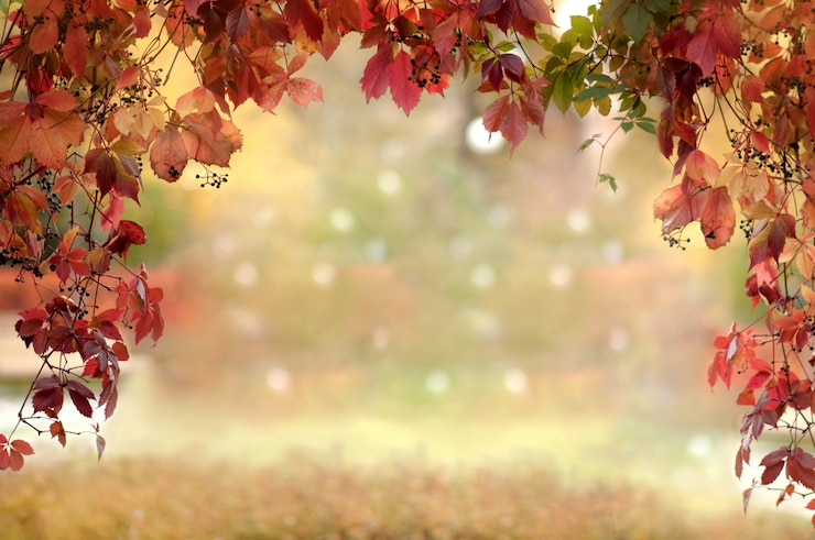 Photo arc de raisins sauvages avec des feuilles rouges