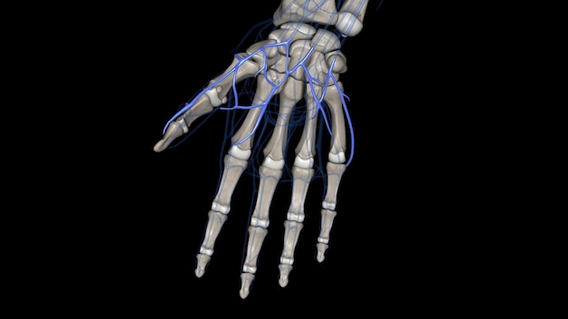 Photo l'arc veineux palmaire superficiel se compose d'une paire de veines comitatrices accompagnant l'arc palmaire superficial