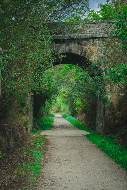 Photo arche dans la forêt