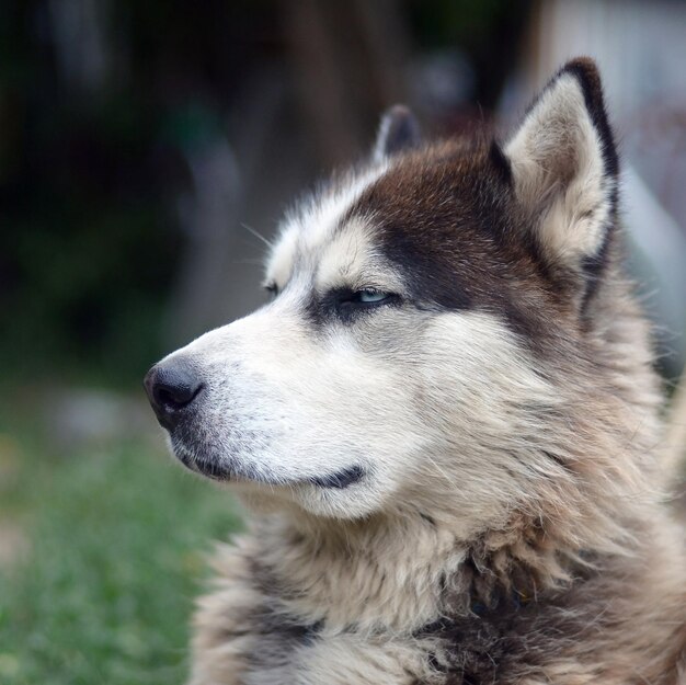 Arctic Malamute aux yeux bleus museau portrait close up C'est un chien assez grand de type natif