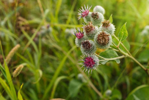 Arctium lappa communément appelé grande bardane. Fleurs de bardane en fleurs sur fond de plantes naturelles