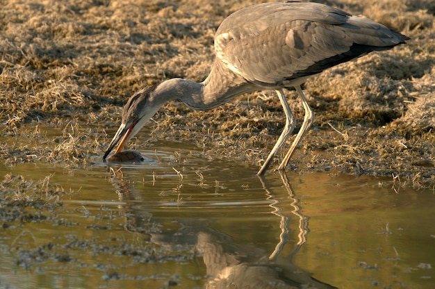 Ardea cinerea - Le héron cendré ou airon est une espèce d'oiseau pélécaniforme de la famille des Ardeidae.