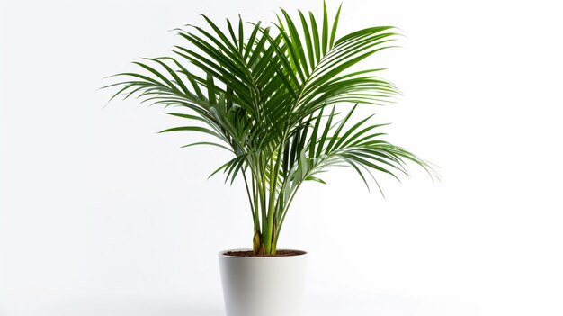 Areca Palm isolé sur fond blanc