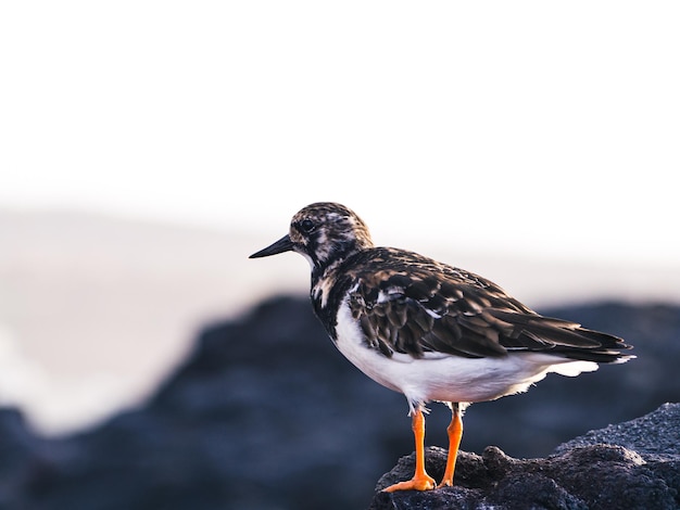 Arenaria interprète sur la côte de Tenerife