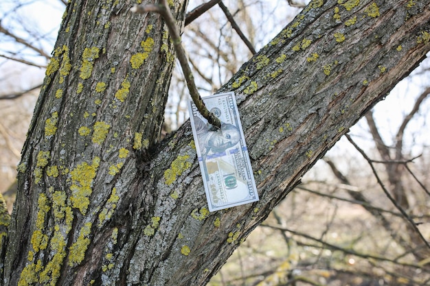 L'argent accroché à l'arbre billet de dollar à l'extérieur