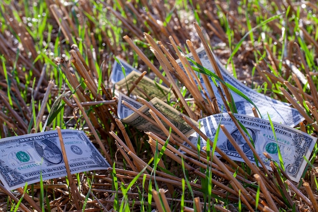 Argent américain dans le domaine agricole ensemble dans le blé céréalier