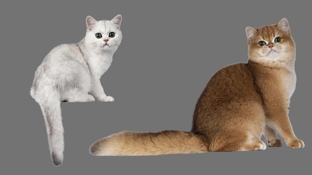 Argent avec chat British Shorthair ombré doré sur fond gris transparent