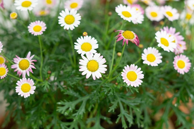 Argyranthemum frutescens Carmin brillant