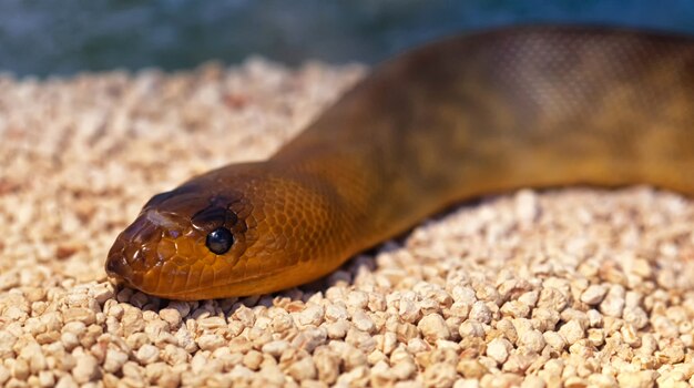 Argyrogena fasciolata ou le serpent bandé