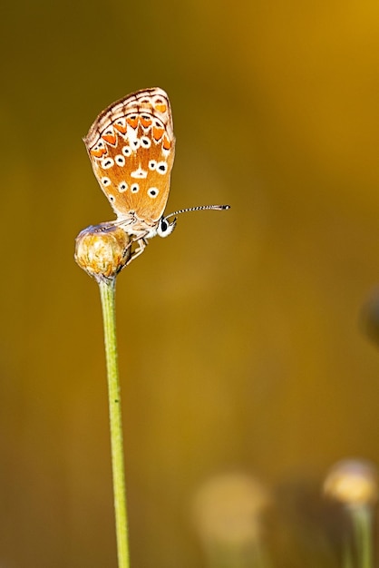 Aricia cramera ou la murène est un papillon de la famille des Lycaenidae