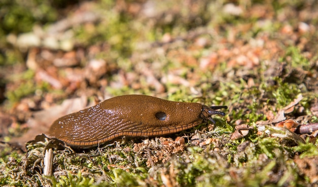 Arion Vulgaris, Escargot Ibérique Faisant Des Problèmes Dans Les Jardins