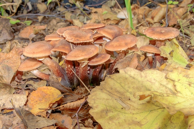 Photo armillaire. champignons d'automne cultivés sous les feuilles tombées sous un chêne. mise au point sélective.