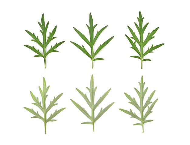Armoise douce armoise ou artemisia annua branche feuilles vertes sur fond blanc vue de dessus