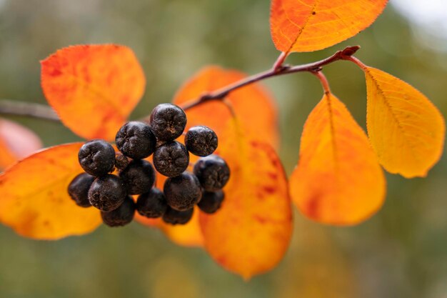 Aronia en automne Octobre Baies d'Aronia Baies noires et feuilles rouge-jaune sur une branche en automne