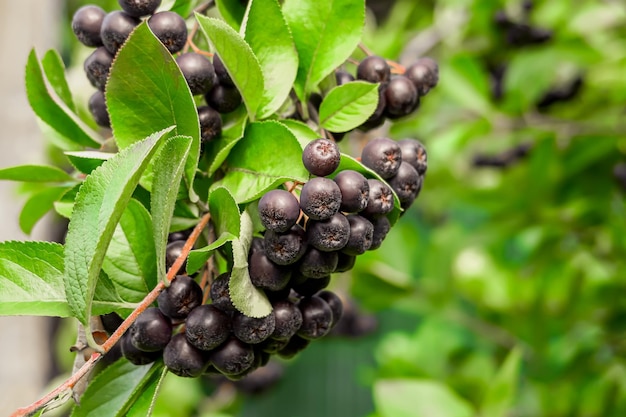 l'aronia pousse dans le jardin. culture de baies, concept de médecine traditionnelle