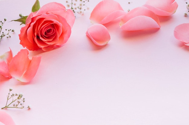 Photo arrangé des fleurs douces sur rose