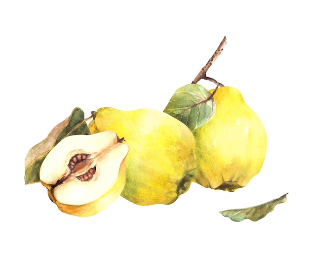 Arrangement d'aquarelle peint à la main de quince jaune mûr et juteux entier et fruits coupés avec des graines à l'intérieur
