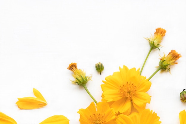 arrangement de cosmos de fleurs jaunes à plat style carte postale