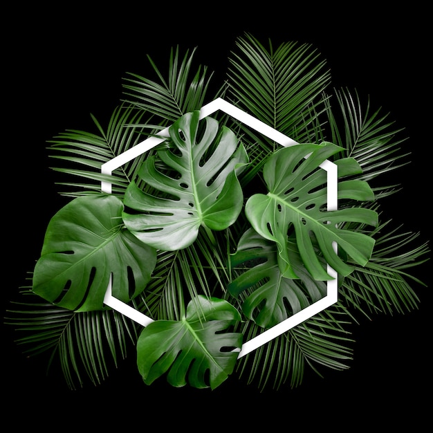 Arrangement créatif de feuilles de monstera tropical avec cadre hexagonal