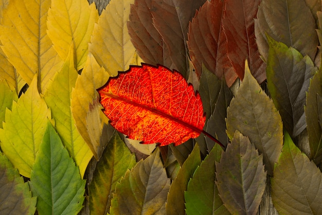 Photo arrangement de feuilles colorées vue de dessus