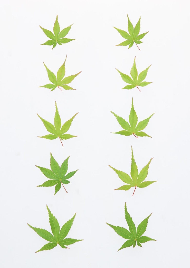 Photo l'arrangement des feuilles d'érable vertes
