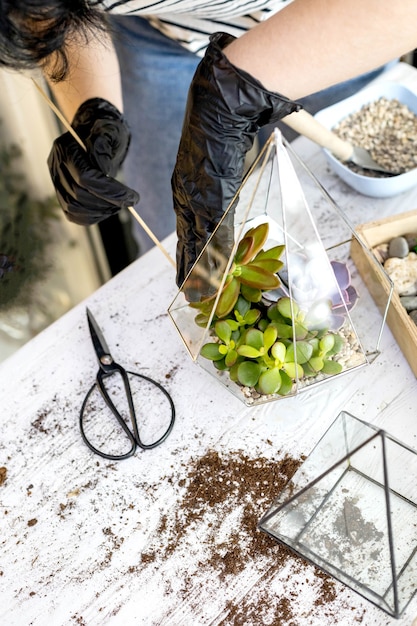 Arrangement de fleuriste féminin succulentes plantes naturelles dans un florarium en verre sur un décor de pierres en gros plan