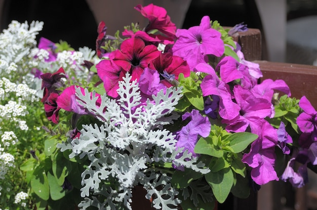 Arrangement de fleurs dans la rue.