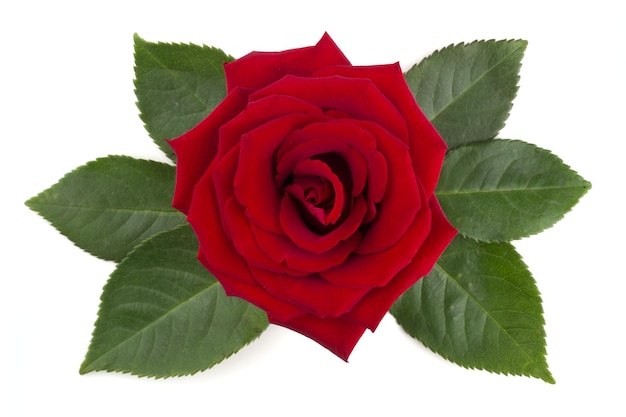 Arrangement de fleurs et de feuilles de rose rouge isolé sur fond blanc, vue de dessus, élément de conception pour la Saint-Valentin