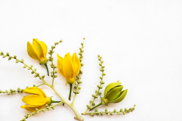 Photo arrangement de fleurs jaunes ylang ylang plat style de carte postale