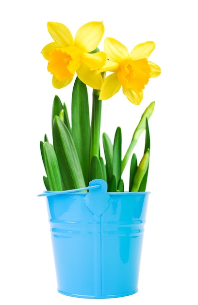 Arrangement de fleurs de Narcisse dans un arrosoir jaune, sur fond blanc.