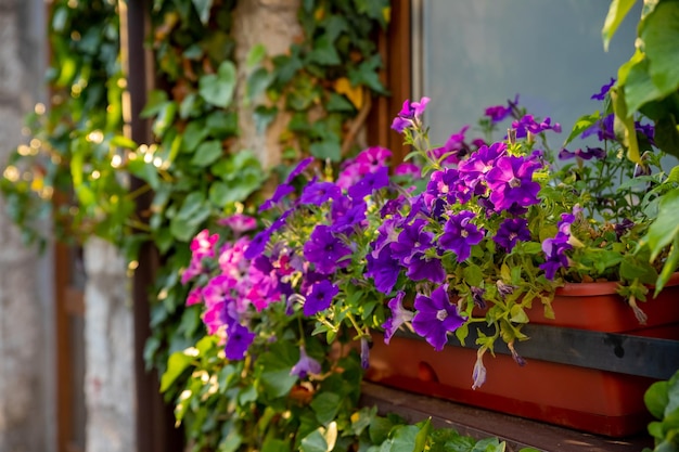 Arrangement de fleurs de pétunias bordeaux avec des veines noires de verveine blanche et de calibrachoa jaune dans un panierLit de fleurs avec des fleurs de pétunia fleurs d'été lumineuses