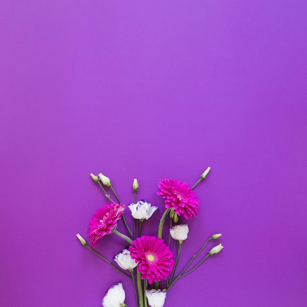 Arrangement de fleurs de roses et de gerbera sur fond d'espace copie violet