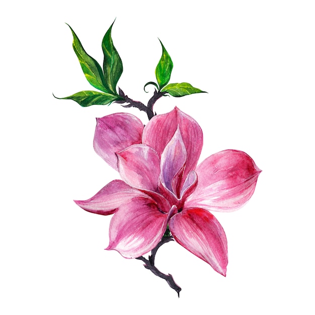 Arrangement floral, couronne florale avec des fleurs de magnolia, isolé