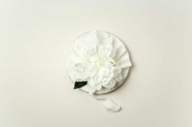Arrangement floral minimaliste. Fleur de pivoine blanche et pétales sur une plaque blanche sur fond pastel, vue du dessus