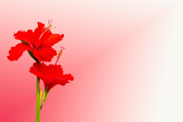 arrangement d'hibiscus de fleurs rouges à plat style carte postale