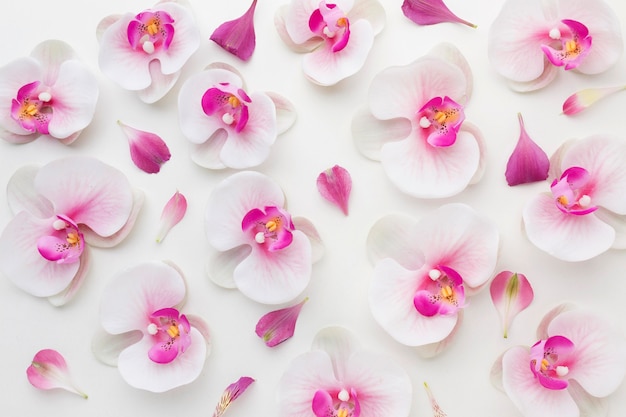 Photo arrangement d'orchidées à plat