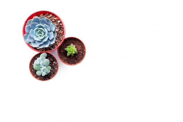 Arrangement de plantes succulentes sur une table