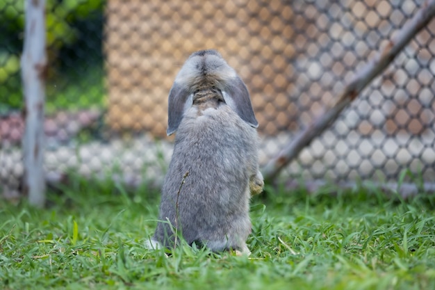 Arrière du lapin debout dans le pré. Lapin heureux jouant dehors. Amitié avec le lapin de Pâques.