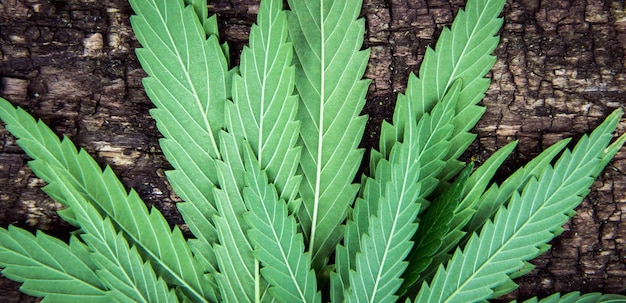 L'arrière de la marijuana laisse du cannabis sur un vieux fond de bois vieilli naturellement