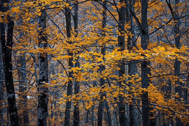 Arrière-plan abstrait d'arbres aux feuilles dorées poussant dans les bois à l'automne dans les ordes p national