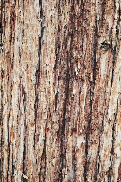 Arrière-plan abstrait de l'écorce sèche texturée avec des fissures et de la rugosité du tronc d'arbre vieilli Photo de stock