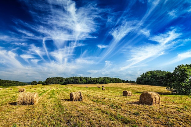 Arrière-plan de l'agriculture Balles de foin sur le champ en été