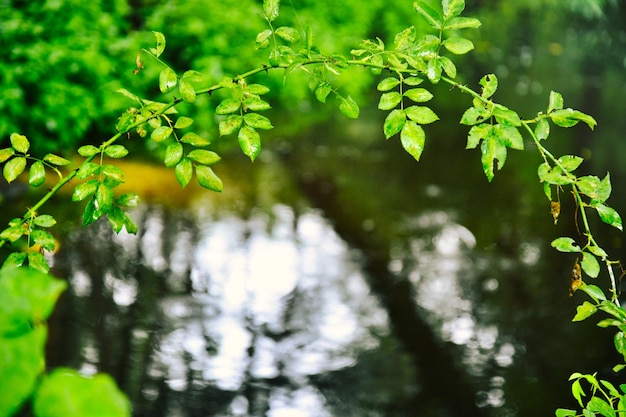 Arrière-plan après la pluie Arrière-plan du réservoir de chute de feuilles