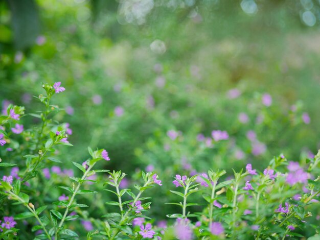 Photo arrière-plan d'arbuste à feuilles persistantes - cuphea hyssopifolia bruyère mexicaine bruyère hawaïenne ou herbe d'elfe