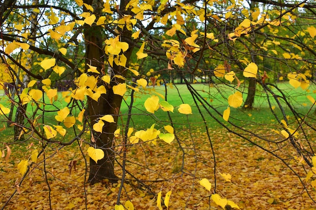 Arrière-plan d'automne de feuilles jaunes sur des branches brunes sèches Octobre Automne